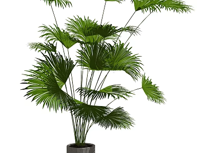 Tropical Green Potted Plant With Large Palm Leaves And Dark Ceramic Pot For Indoor Decor 3d model