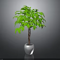 Indoor Green Leafy Plant with Lush Foliage and Brown Trunk in Shiny Silver Pot Against Grey Background
