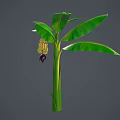 Fresh Banana Plant With Green Leaves Ripe Fruit And Healthy Trunk