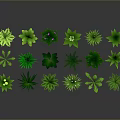 Collection of Green Plant Leaves with Various Shapes and Sizes on Dark Gray Background