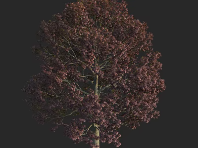 Purple Leaved Arbor With Lush Foliage And Strong Trunk For Garden Landscaping 3d model