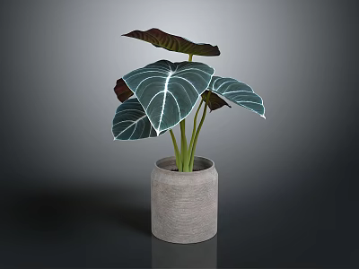 Houseplant With Large Green Leaves White Veins And Dark Purple Edges In Grey Concrete Pot 3d model