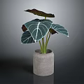 Houseplant With Large Green Leaves White Veins And Dark Purple Edges In Grey Concrete Pot