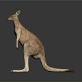 Australian Kangaroo in Standing Pose with Strong Hind Legs and Long Tail Showing Natural Fur Texture