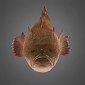 Whole Fresh Fish With Pinkish Brown Body And Fins On Gray Background