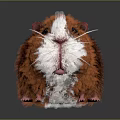 Squirrel Cartoon Squirrel Animation Squirrel Animation Squirrel Cartoon Characters Cartoon Animals Cartoon Small Animals 3d model