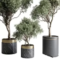 Stylish Garden Decor Featuring Potted Olive Trees in Black Cylindrical Pots with Gold Trim