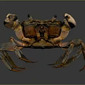 Crab With Detailed Orange Brown Shell Large Claws On Dark Surface