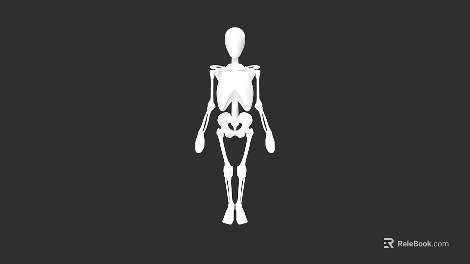 Male Human Skeleton 3D Model Anatomical Structure White On Black Background 3d model 