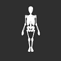 Male Human Skeleton 3D Model Anatomical Structure White On Black Background