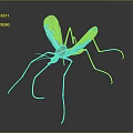 Detailed Mosquito With Transparent Wings Long Legs And Black White Body On Gray Background