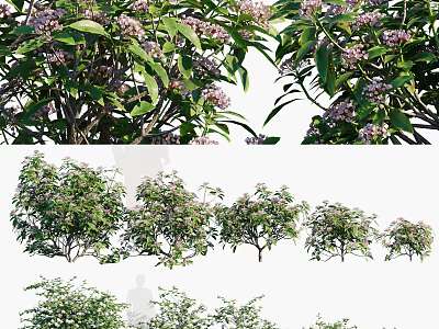 Lush Shrubs With Pink Flowers And Green Leaves In Various Growth Forms 3d model