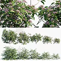 Lush Shrubs With Pink Flowers And Green Leaves In Various Growth Forms