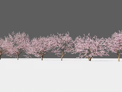 A Row of Trees with Pink Flowers Against Gray Background and White Ground 3d model