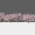 A Row of Trees with Pink Flowers Against Gray Background and White Ground