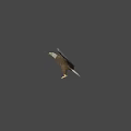 Beautiful Bald Eagle Flying with Spread Wings and Sharp Claws on White Background