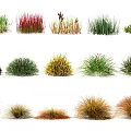 Different Varieties of Ornamental Shrubs Featuring Clumping Growth and Colorful Foliage for Garden Landscaping