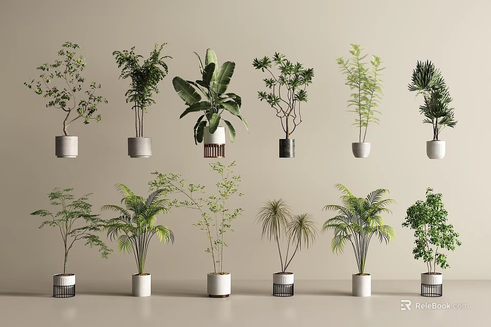 Various Bonsai Potted Plants in Minimalist White Pots for Indoor Decor 3d model