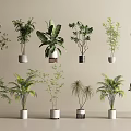 Various Bonsai Potted Plants in Minimalist White Pots for Indoor Decor 3d model