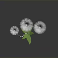 Three White Dandelion Like Flowers With Green Leaves On Dark Background And Reflection