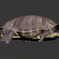 Modern Turtle Cartoon Turtle Snapping Turtle 3d model