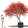 Bonsai Plant With Red Leaves In Black Pot And Person Standing Beside
