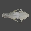 Anatomical Animal Skull Skeleton Displaying Visible Teeth And Bone Details