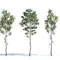 The Modern Tree 3d model