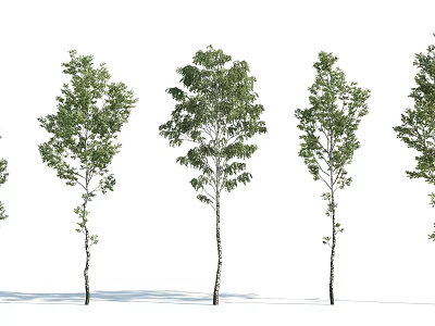 Slender Trunk Arbor Trees With Dense Foliage And White Background Tree Shadows 3d model