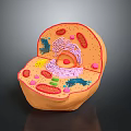 Cell Structure Model Displaying Organelles As Fundamental Units Of Organs And Hair