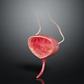 3D Anatomical Model of Human Bladder Showing Ureter and Urethra Structure