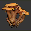 Vibrant Orange Edible Mushrooms Cluster With Fresh Caps And Tender Stems