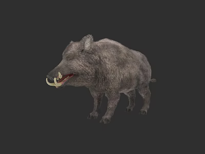 Wild Boar With Gray Fur And Prominent Tusks In Standing Posture 3d model