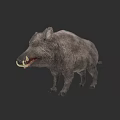 Wild Boar With Gray Fur And Prominent Tusks In Standing Posture