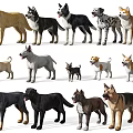 Different Dog Breeds Models In Various Colors And Poses Arranged In Rows 3d model