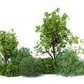 Green Shrubs With Various Types And Lush Foliage For Garden Landscaping