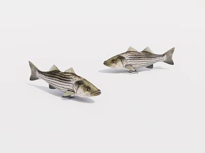 Two Lifelike Striped Bass Aquatic Animal Models With Black Stripes On White Background 3d model