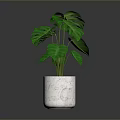Monstera Plant With Lush Green Split Leaves In White Marble Pot