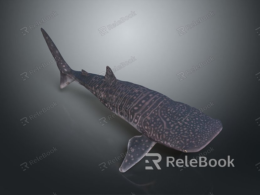 whale cartoon whale mammal marine mammal marine animal fish freshwater fish marine fish model