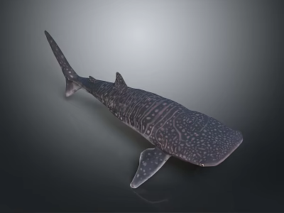 Giant Spotted Whale Shark Marine Animal With Streamlined Body Shape 3d model