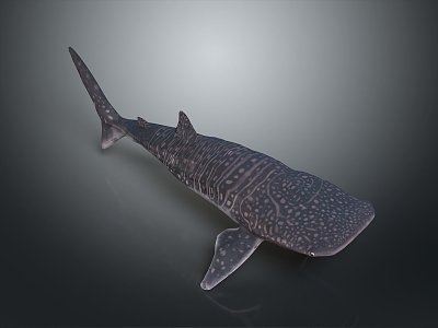 whale cartoon whale mammal marine mammal marine animal fish freshwater fish marine fish model