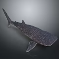 Giant Spotted Whale Shark Marine Animal With Streamlined Body Shape