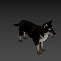 3D Animated Dog Character For Game Movie With Black White Fur Standing Pose