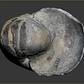 Natural Spiral Shape Decorative Ornament Combination With Gray White Brown Textures For Home Decor