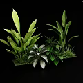Diverse Green Plants With Various Leaf Shapes And Lush Foliage