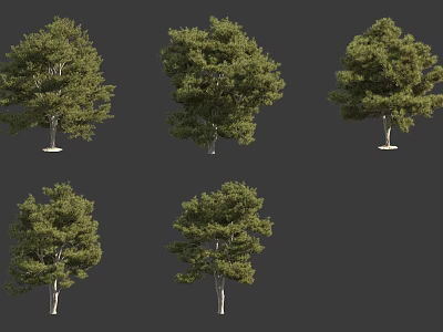 Six Arbor Trees With Varied Green Foliage And Different Canopy Shapes 3d model