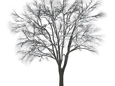 Tall Arbor With Bare Branches And Slender Trunk Isolated On White 3d model