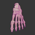 3D Rendered Human Foot Bones Model White Structure On Dark Background With Reflection