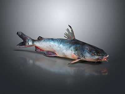 Fresh Whole Raw Fish Lying On Shiny Reflective Surface With Natural Light 3d model