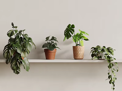 Indoor Green Potted Plants Display On White Shelf With Various Pots 3d model